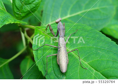 ハラビロカマキリ（褐色型） 55320764