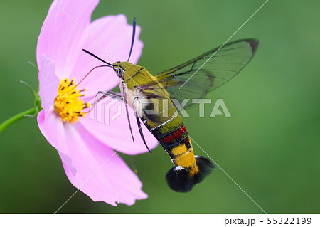 コスモスの花を吸蜜するオオスカシバ 55322199
