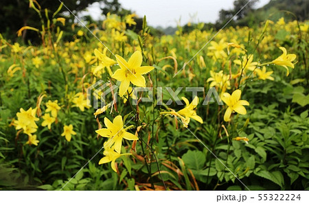 唐津市鎮西町　ゆうすげの里 55322224