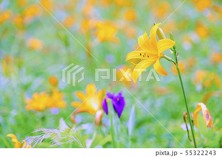 夏のノゾリキスゲ 55322243