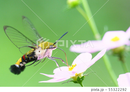 コスモスの花を吸蜜するオオスカシバ コスモスの花を吸蜜するオオスカシバ 55322292