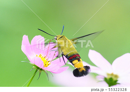 コスモスの花を吸蜜するオオスカシバ 55322328