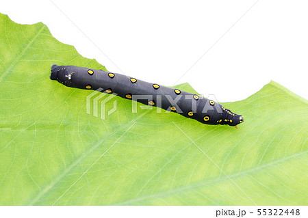 蛾の幼虫 蛾の幼虫 55322448