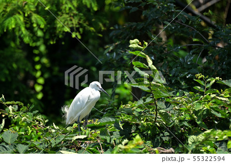 シラサギ 55322594