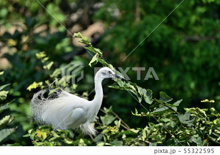 シラサギ 55322595