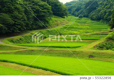棚田　夏の棚田　石畑の棚田 55322856