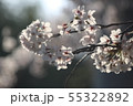 桜 55322892