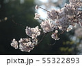 桜 55322893