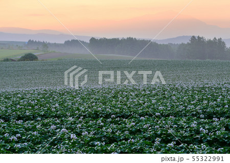 美瑛の丘 55322991