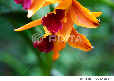 part of orange elegant colorful orchid flower part of orange elegant colorful orchid flower 55323037