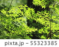 紅葉 55323385