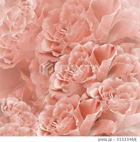 Floral red-white beautiful background. Flower Floral red-white beautiful background. Flower 55323468