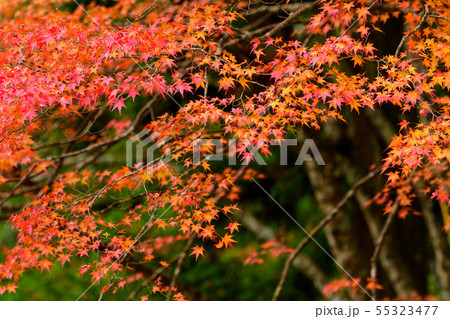 紅葉 紅葉 55323477