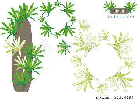 南国奄美の植物シマオオタニワタリ　ロゴ付き 55324194