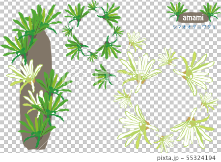 南国奄美の植物シマオオタニワタリ　ロゴ付き 55324194