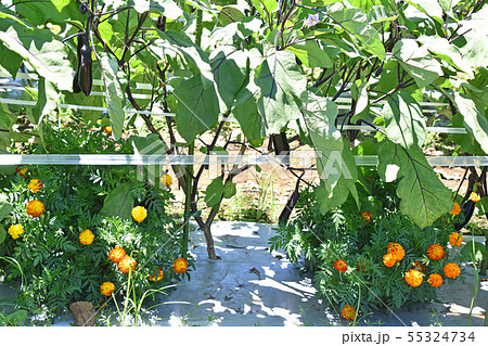 実ったナス畑 実ったナス畑 55324734