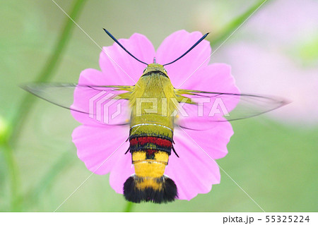 コスモスの花を吸蜜するオオスカシバ 55325224