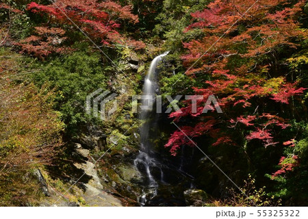 高知県大川村 大座礼渓谷の紅葉 高知県大川村 大座礼渓谷の紅葉 55325322