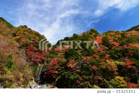 高知県大川村 大座礼渓谷の紅葉 高知県大川村 大座礼渓谷の紅葉 55325351