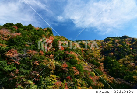 高知県大川村　大座礼渓谷の紅葉 55325356