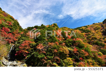 高知県大川村 大座礼渓谷の紅葉 高知県大川村 大座礼渓谷の紅葉 55325371
