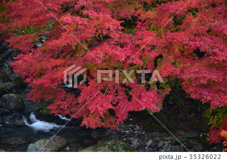 高知県仁淀川町　仁淀川支流長者川の渓流と紅葉 55326022