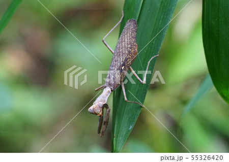 ハラビロカマキリ（褐色型） 55326420