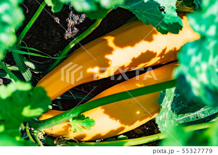 .Zucchini plant. Zucchini flower. Green vegetable marrow growing on bush 55327779