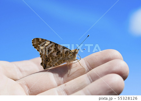 butterfly butterfly 55328126