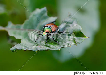 マメコガネ 55328614