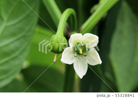 ピーマンの可愛い花一輪 野菜の花 福島県只見町の写真素材