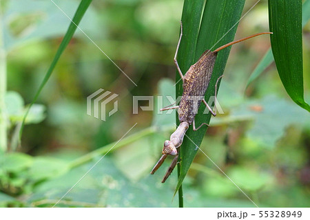 ハラビロカマキリ(褐色型)のお尻からハリガネムシ ハラビロカマキリ(褐色型)のお尻からハリガネムシ 55328949