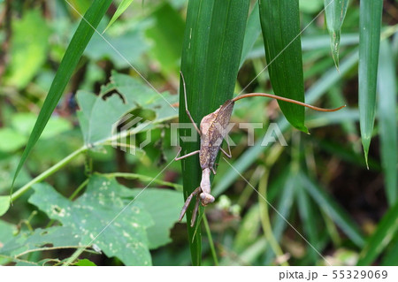 ハラビロカマキリ（褐色型）のお尻からハリガネムシ 55329069