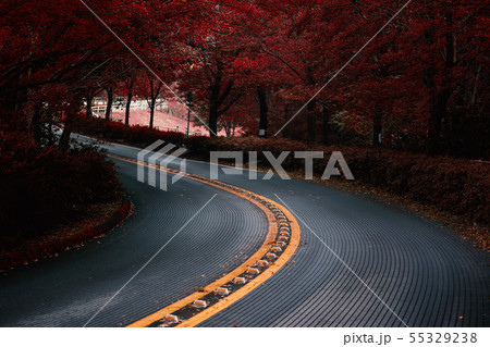 winding road in forest. winding road in forest. 55329238