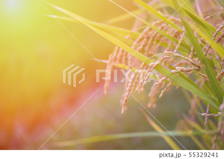 Rice spike in rice field in japan. 55329241