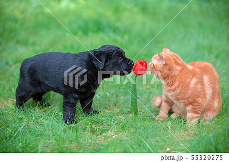 Little puppy and kitten playing in the garden 55329275