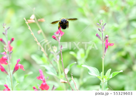 クマバチ 55329603