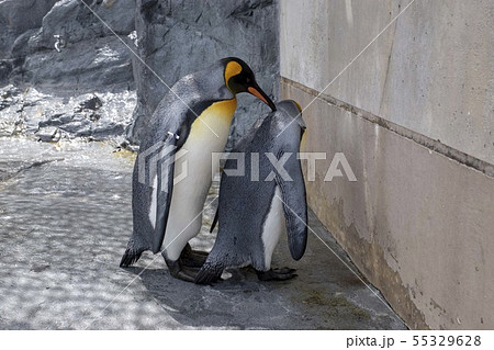 ペンギン ペンギン 55329628