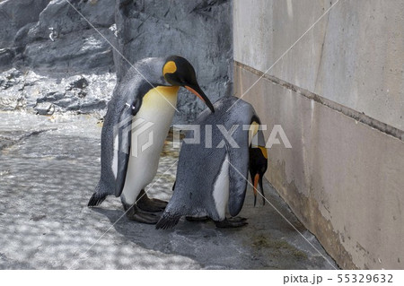 ペンギン ペンギン 55329632