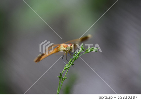 未熟なミヤマアカネ 55330387