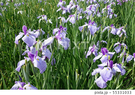 満開のアヤメ 55331033