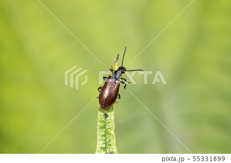 ハムシダマシ ハムシダマシ 55331899