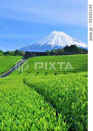 青空の富士山と新緑の茶畑 55332143