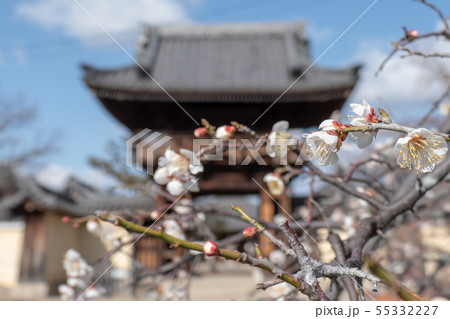 道明寺の梅 55332227
