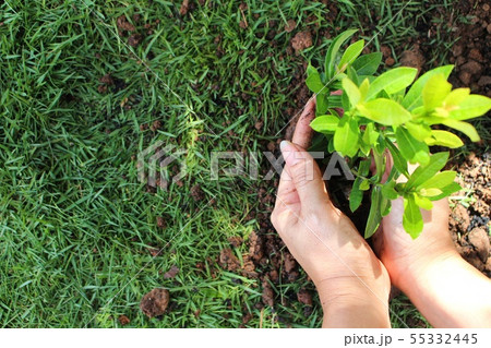 Women are planting trees to reduce global warming 55332445