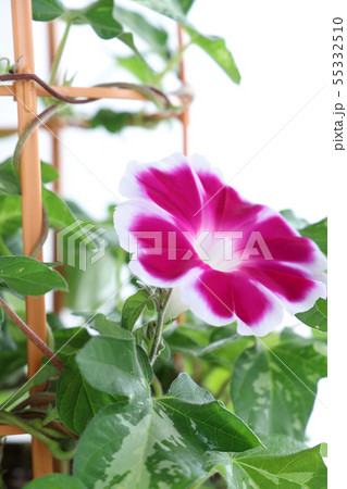 朝顔 鉢植えの写真素材