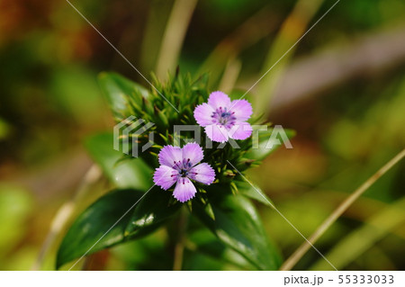 ハマナデシコ　 55333033