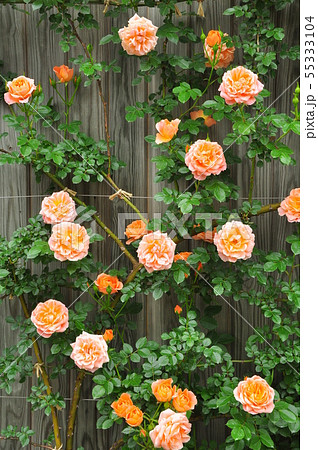 壁紙素材 淡いオレンジ色のバラの花の写真素材