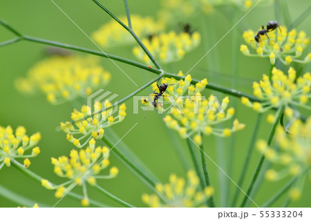 クロヤマアリ クロヤマアリ 55333204