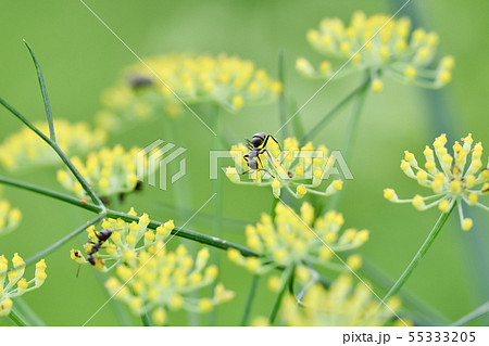 クロヤマアリ 55333205